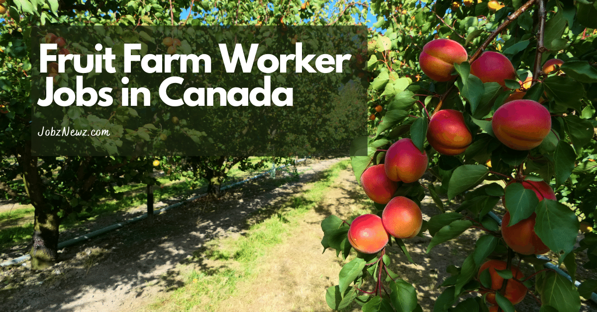 fruit-farm-worker-jobs-in-canada-22-new-jobs