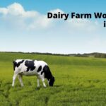 Dairy Farm Worker jobs in Canada