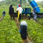 A&M Orchards Ltd.